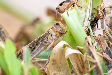 Grasshopper Patanga eating a leaf with gusto, Patanga on hanging grass in Grasshopper farm