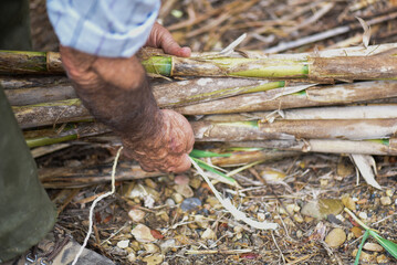 detail of hands tying a group of canes. hairy and brown arms of an old man, tanned by the countryside.