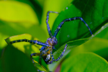 Macro Photography. Closeup photo of salticidae spiders or better known as jumping spiders among green leaves in the city of Bandung - Indonesia