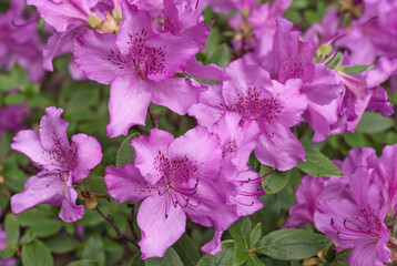 Rhododendron pink flowers