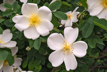 Fototapeta na wymiar White dog-rose flowers close up