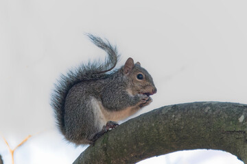 Squirrel eating chestnut