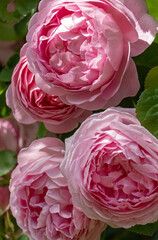 Rose "Constance Spry"