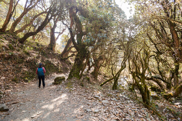 A young traveller trekking on forest trail , Nepal
