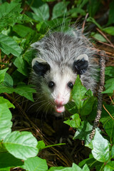 young possum