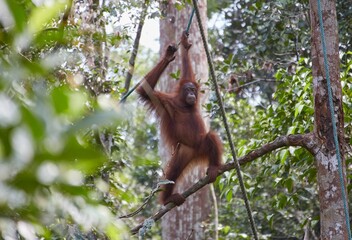 The Semenggoh Nature Reserve outside of Kuching, Malaysia, is one of the best places to see wild orangutans