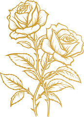 Hand drawn roses. Sketch rose flowers with buds, leaves and stems . golden vintage etching vector botanical isolated on transparent. Illustration of rose petal, sketch botany floral plant, PNG and SVG