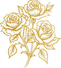 Hand drawn roses. Sketch rose flowers with buds, leaves and stems . golden vintage etching vector botanical isolated on transparent. Illustration of rose petal, sketch botany floral plant, PNG and SVG