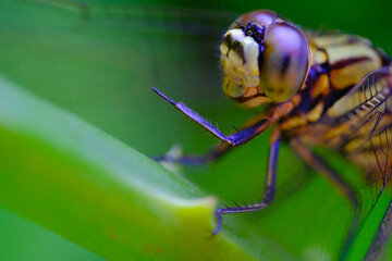 Macro Photography. Closeup photo of a dragonfly's head eating the tip of a leaf in a park in Bandung city - Indonesia