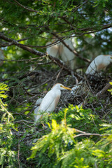 Nest of ibis