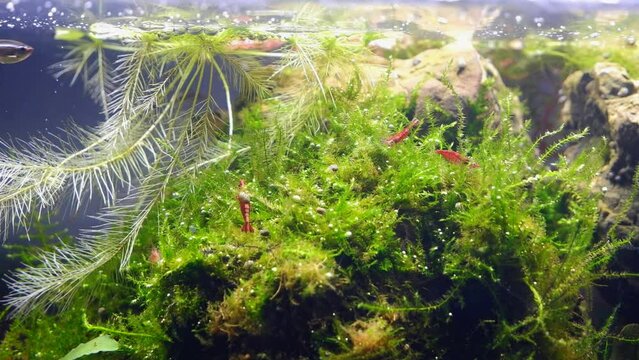 red cherry shrimp clean java moss, floating aquatic plant root in planted Dutch Amano style aquascape, iwagumi detail vegetation oxygenate air bubbles in bright LED light, glass refraction effect