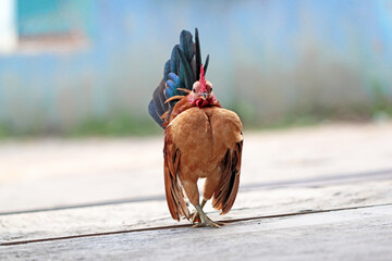 Malaysian serama rooster in the ground © Opayaza
