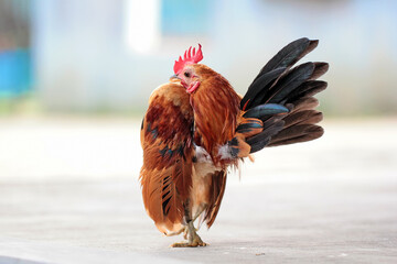 Malaysian serama rooster in the ground