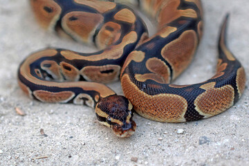 Ball python in the ground