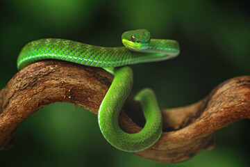 Trimeresurus albolabris on the branch