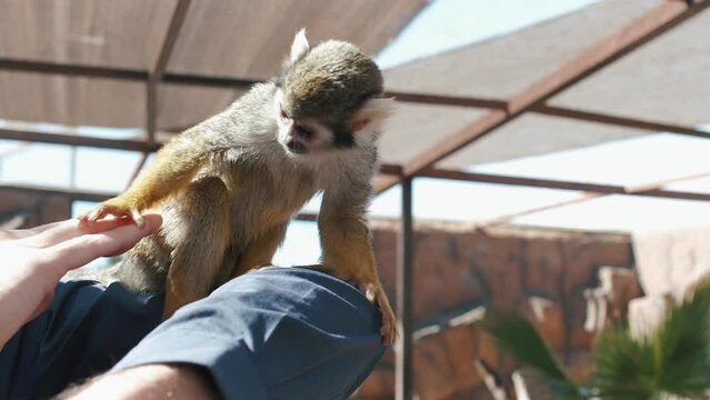 Close up of a monkey. Animal is sitting on a hand of a man. 