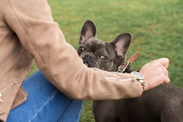 Foto op Canvas The French Bulldog, is a French breed of companion dog or toy dog. © Dawid