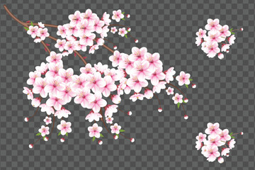 Vector cherry blossom branch with sakura flower.cherry blossom  with cherry bud and pink sakura flower