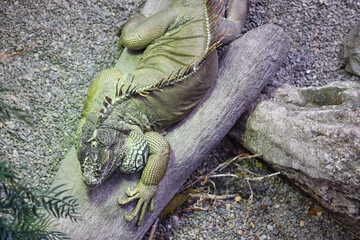 Green Iguanas Relaxing on a Tree Log and Photographed from Top View