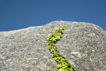 Ploumanach - Végétation Côte de Granit Rose en Bretagne