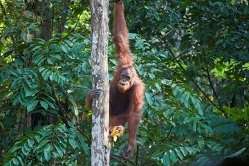 The Semenggoh Nature Reserve outside of Kuching, Malaysia, is one of the best places to see wild orangutans © Sailingstone Travel