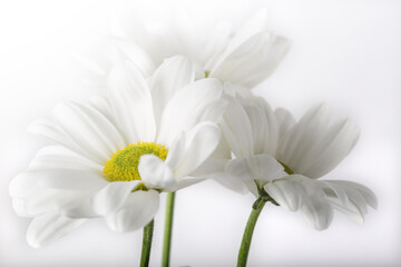Fototapeta premium beautiful and delicate chamomile in a watercolor style