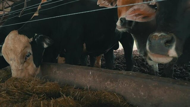 cows eating in their corral