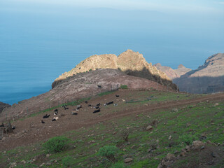 View of sharp rock formation and cliffs on top of La Merica mountain with grazing goats and sheep. Camino La Merica hiking trail. Arure, Valle Gran Rey , La Gomera, Canary Islands, Spain.