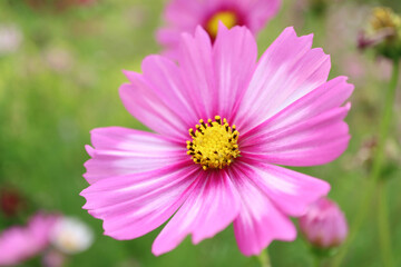 Closeup of a Blossoming Gorgeous Bicolor Garden Cosmos or Mexican Aster