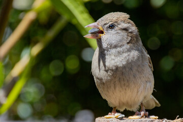 female sparrow eating sunflower seed isolated in front of green background