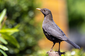female blackbird in alert posture