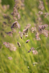 flowering herbs. A spike of grass