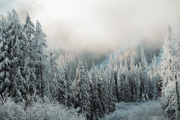 snow covered trees in winter