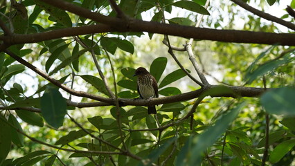 An immature of w:Asian Glossy Starling. Manado, North Sulawesi