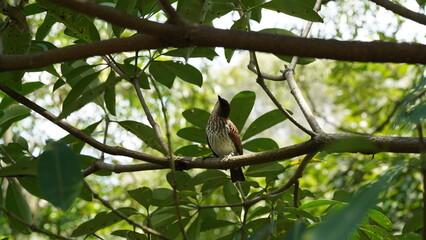 Obraz premium Spotted Flycatcher（Muscicapa striata）は、昆虫を捕らえる習性で知られる小型の渡り鳥です。