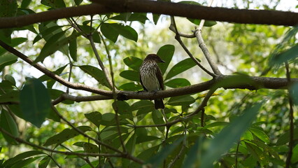 Fototapeta premium The Spotted Flycatcher (Muscicapa striata) is a small migratory bird species known for its insect-catching behavior. |斑鶲