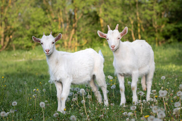 white goat on green meadow. a pair of baby goats on a farm. a pair of white goats on green grass