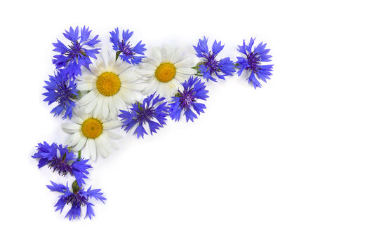 Frame of flowers white chamomiles and blue cornflowers on a white background with space for text. Top view, flat lay