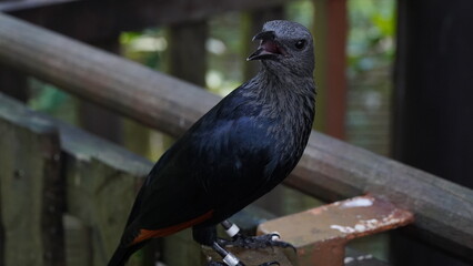 red-winged starling|Rooivlerkspreeu|南非紅翅椋鳥