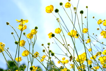 yellow flowers on blue sky background