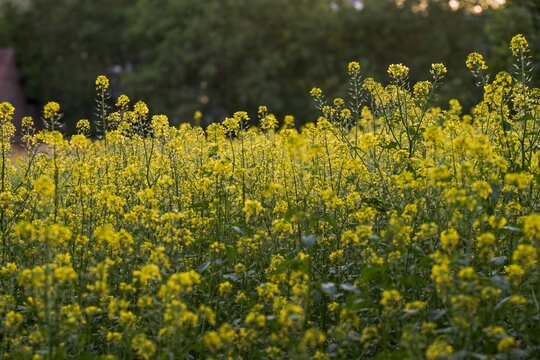 Rapsfeld abends bei Mainstockheim