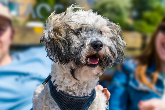 A Poochon puppy enjoying a boat on the River Great Ouse at St Ives, Cambridgeshire in summertime