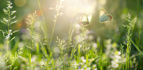 summer forest glade with flowering grass and butterflies on a sunny day; - obrazy, fototapety, plakaty