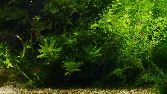 healthy green aquatic vegetation, red cherry Neocaridina shrimp clean twigs of pearl weed, iwagumi aquascape bottom gravel design detail, low LED light style, experienced aquarist freshwater aquarium