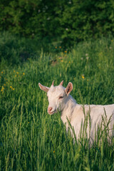 goat on the meadow. goat on green grass. goat on the farm. portrait of a goat.  white goat in the meadow