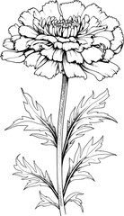 Carnation Vector Art