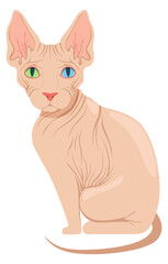 Sphynx cat breed. Cartoon pet. Domestic animal