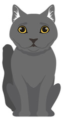 Obraz premium Gray cat sitting. British shorthair breed pet