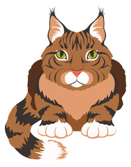 Maine coon icon. Cartoon cat breed symbol