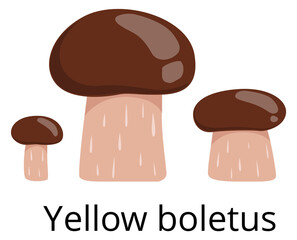 Yellow boletus icon. Raw mushroom. Cartoon fungus
